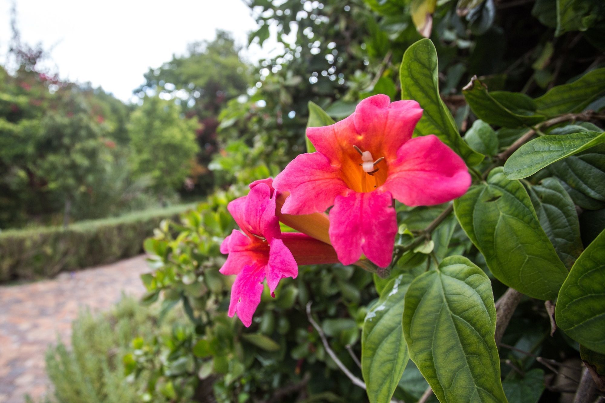 Somerset Villa Guesthouse サマーセット・ウェスト エクステリア 写真